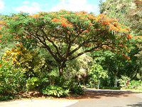 �z�E�I�E�{�N(�P���؁ARoyal poinciana)