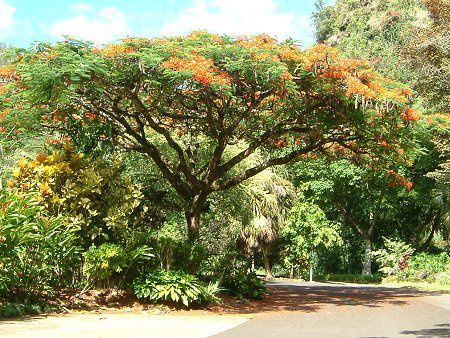 �z�E�I�E�{�N(�P���؁ARoyal poinciana)