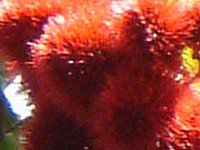 ���b�v�X�e�B�b�N�E�c���[(Lipstic tree)
