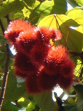 ���b�v�X�e�B�b�N�E�c���[(Lipstic tree)