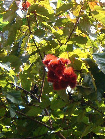 ���b�v�X�e�B�b�N�E�c���[(Lipstic tree)