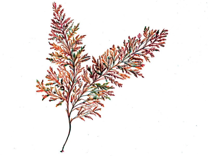�A�J���N�i�w���FSargassum horneri)