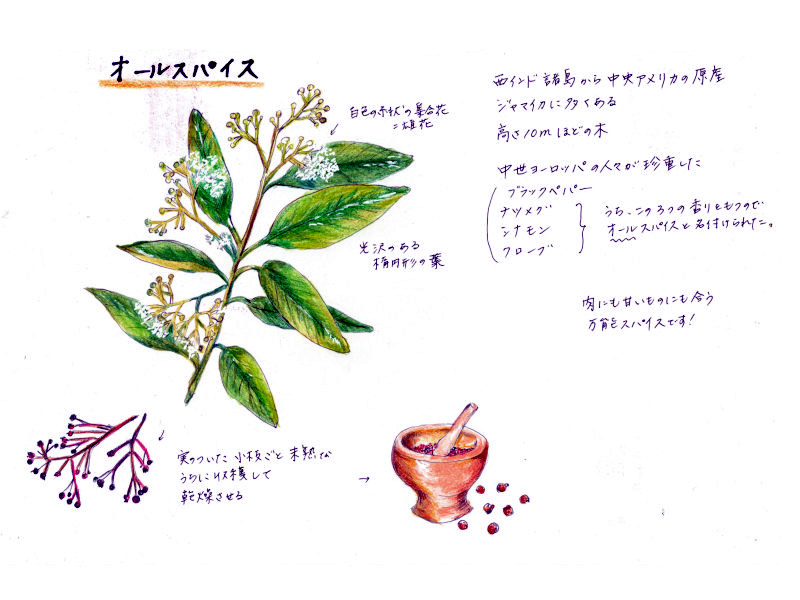�I�[���X�p�C�X(Allspice)