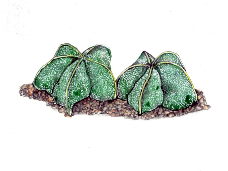 �L���`���N�T�{�e���i�В���l���A�w���FAstrophytum myriostigma var. strongilogonum�j