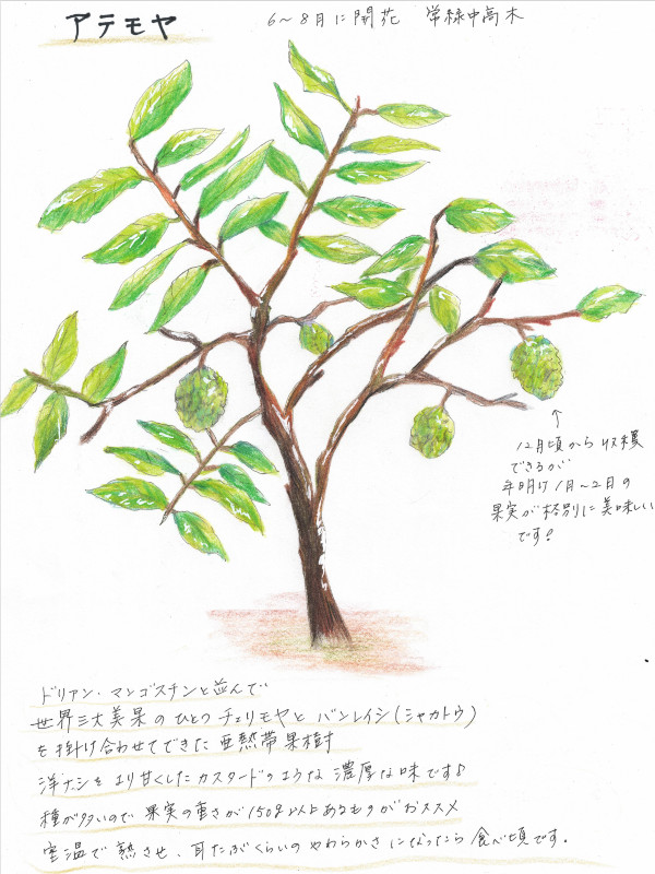 �A�e�����̖�