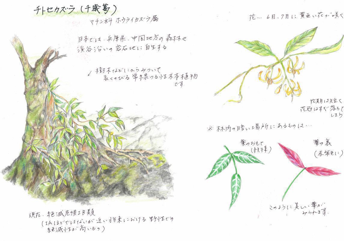 �`�g�Z�J�Y���i��Ί��A�w���FGardneria multiflora�j