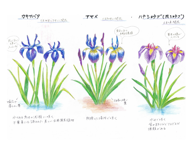 �A�����A�J�L�c�o�^�A�n�i�V���E�u
