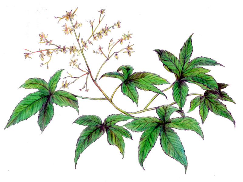 �J�i���O���i�S���A�w���FHumulus japonicus�j