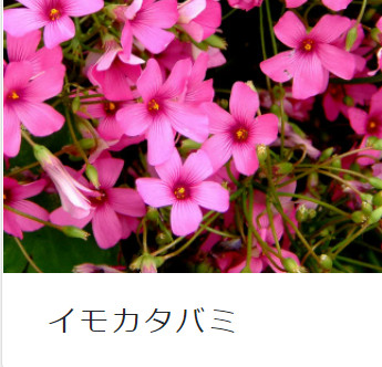 �C���J�^�o�~