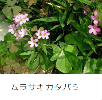 �����T�L�J�^�o�~