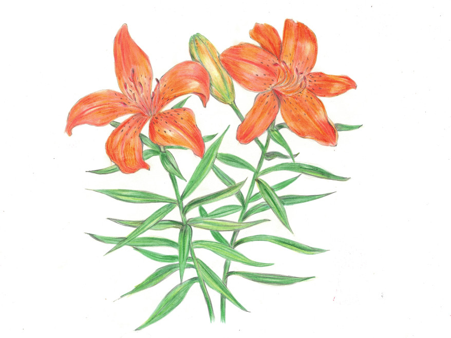 �I�����W�����[�i�w���FLilium bulbiferum�j