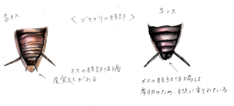 �S�L�u��