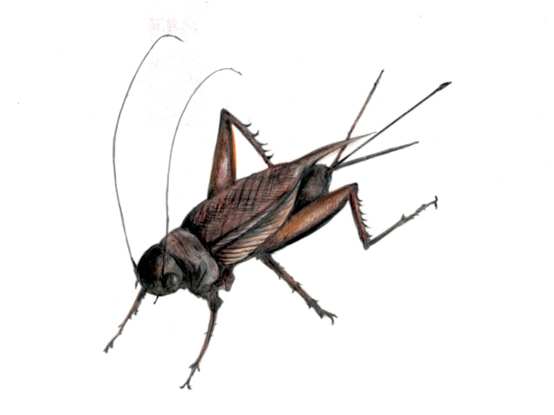 �G���}�R�I���M�i腖��婁j