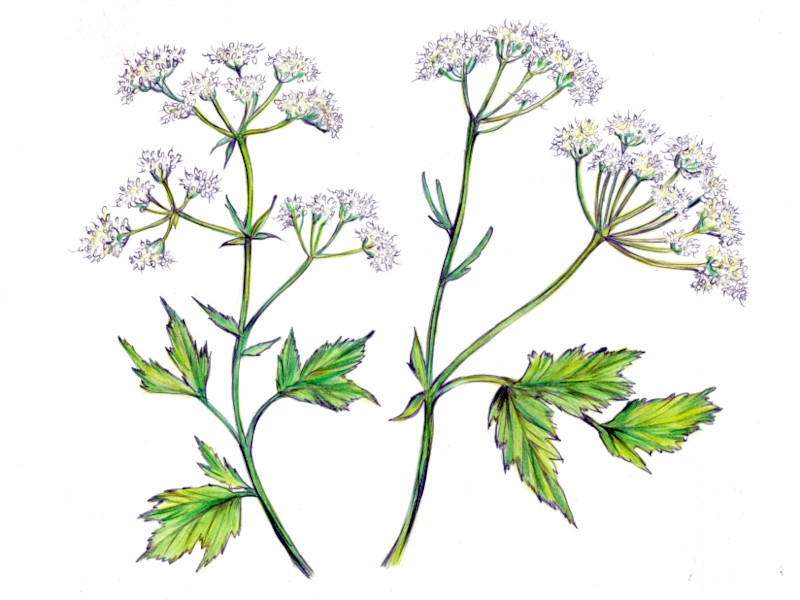 �A�j�X(Anise)