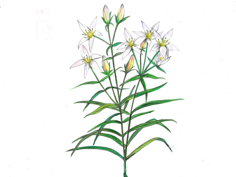 �Z���u���i��U�A�w���FSwertia japonica�j