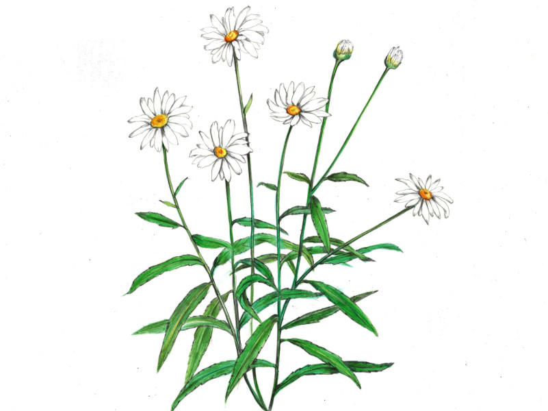 �V���X�^�[�f�C�W�[(Shasta Daisy)
