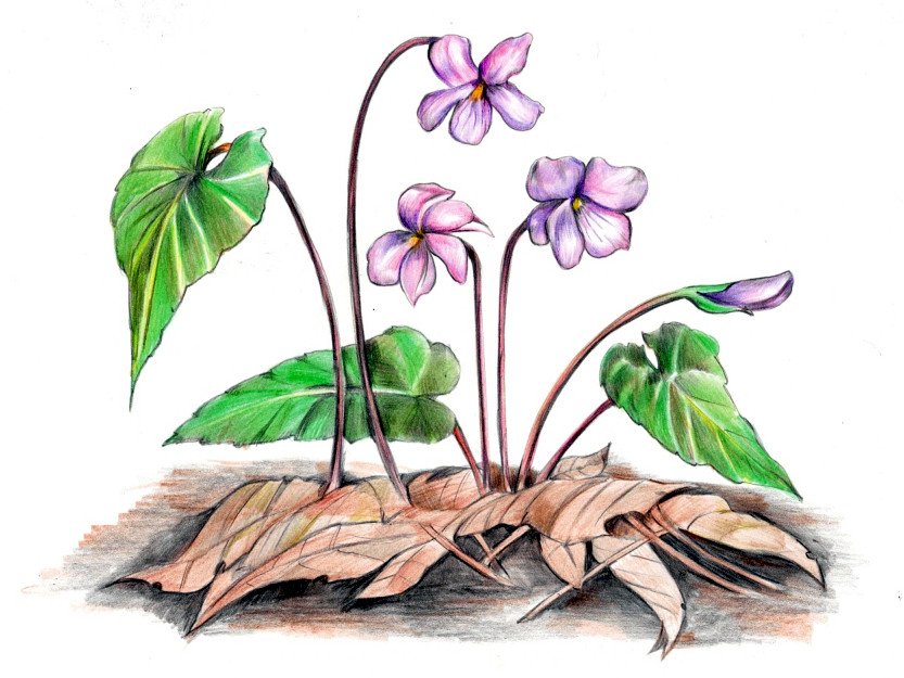 �V�n�C�X�~���i���w俁A�w���FViola violacea�j