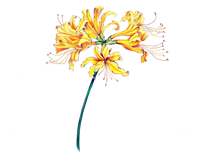 �V���E�L�Y�C�Z���i���c����A�w���F Lycoris traubii�j