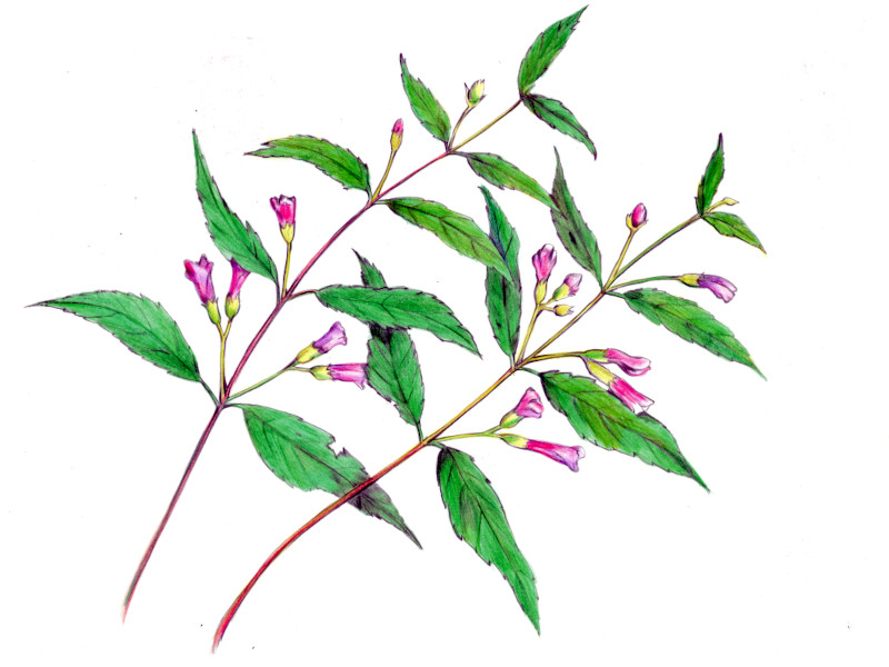 �^�j�W���R�E�\�E�i�J�l�����A�w���FChelonopsis longipes