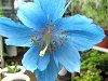 �q�}�����̐��P�V�i���R�m�v�V�X�E�O�����f�B�X�iMeconopsis grandis Prain�j