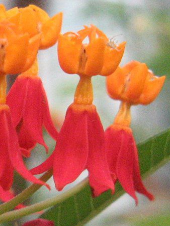�A�X�N���s�A�X(Asclepias)