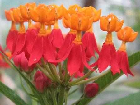 �A�X�N���s�A�X(Asclepias)