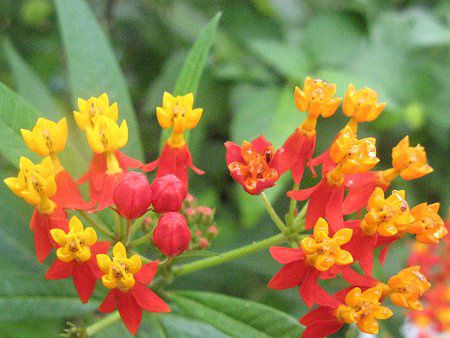 �A�X�N���s�A�X(Asclepias)