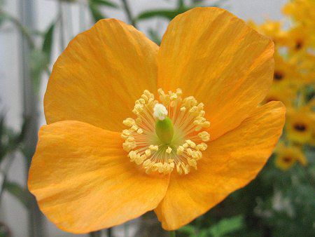 ���R�m�v�V�X�E�J���u���J�iMeconopsis cambrica�j 