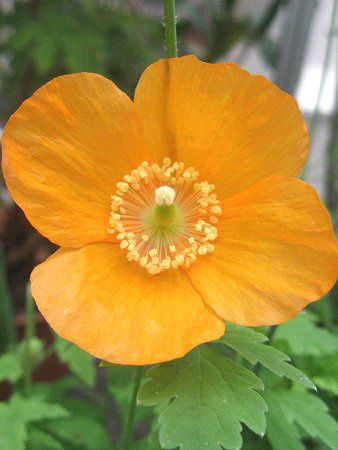 ���R�m�v�V�X�E�J���u���J(M.cambrica)