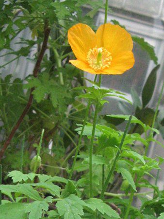 ���R�m�v�V�X�E�J���u���J(M.cambrica)