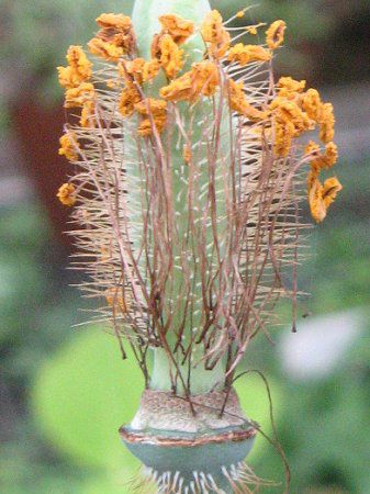���R�m�v�V�X�E�O�����f�B�X(M.grandis)