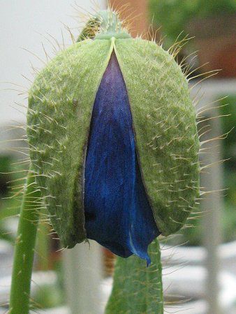���R�m�v�V�X�E�O�����f�B�X(M.grandis)