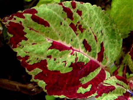 �R���E�X28(Coleus)