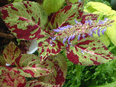 �R���E�X30(Coleus)
