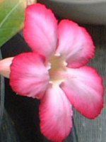 �f�B�v���f�j�A(Dipladenia)