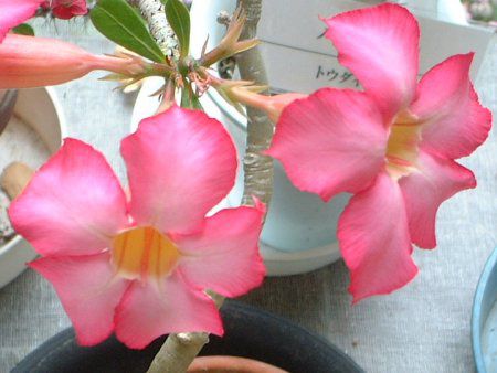 �f�B�v���f�j�A(Dipladenia)