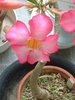 �f�B�v���f�j�A '�s���N�A���}���_�['