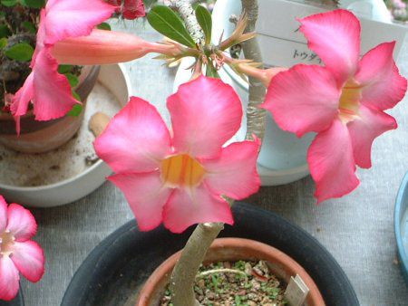 �f�B�v���f�j�A(Dipladenia)