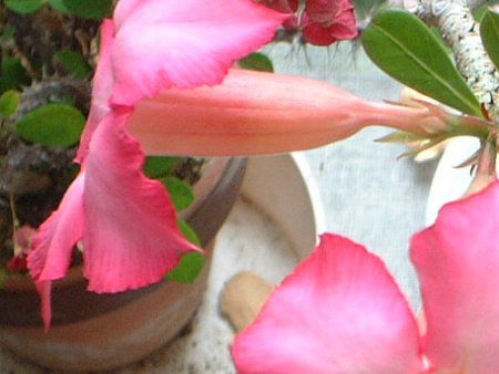 �f�B�v���f�j�A(Dipladenia)