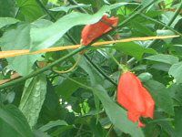 �E�i�Y�L�q���t���E�i��m���P���u�j