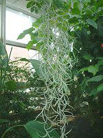 �G�A�[�v�����c�iAir plants�j