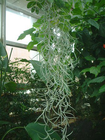 �G�A�[�v�����c�iAir plants�j