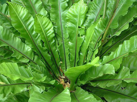 �A�X�v���j�E���E�j�_�X(Asplenium nidus)