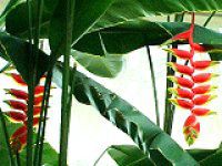 �w���R�j�A���X�g���[�^(Heliconia Rostrata)