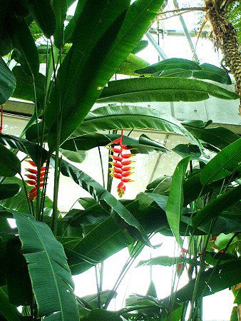�w���R�j�A�E���X�g���^(Heliconia Rostrata)