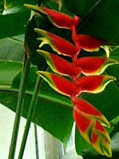 �w���R�j�A���X�g���[�^(Heliconia Rostrata)