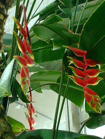 �w���R�j�A���X�g���[�^(Heliconia Rostrata)