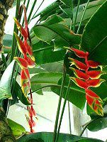 �w���R�j�A�E���X�g���^�iHeliconias rostrata�j
