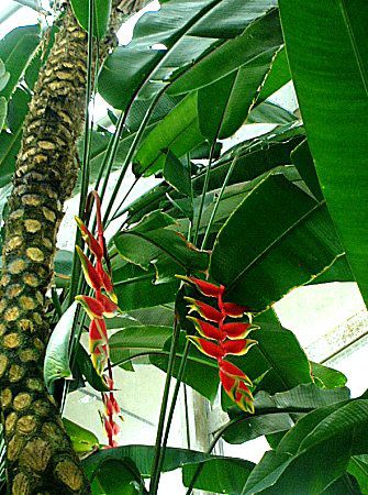 �w���R�j�A���X�g���[�^(Heliconia Rostrata)