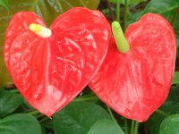 �A���X���E���iAnthurium�j